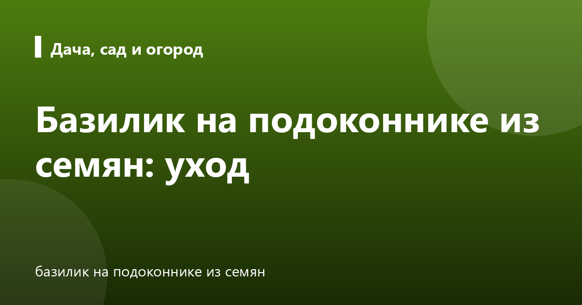 Базилик на подоконнике из семян: уход
