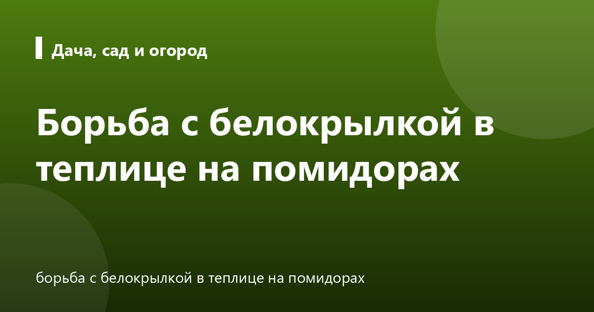 Борьба с белокрылкой в теплице на помидорах