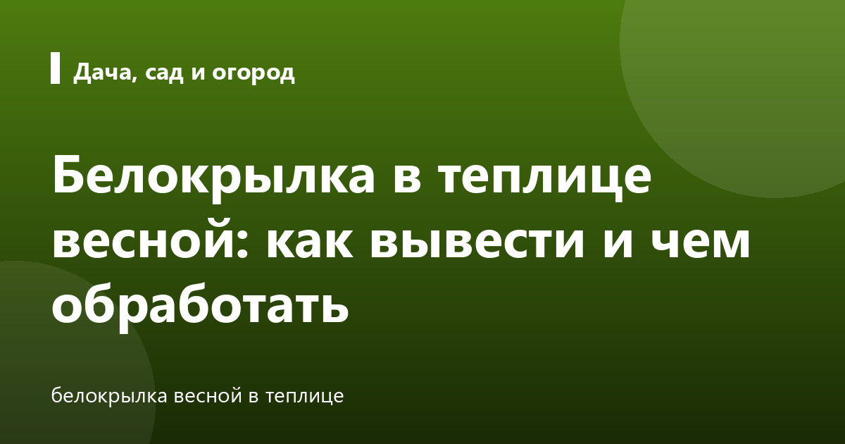 Белокрылка в теплице весной: как вывести и чем обработать
