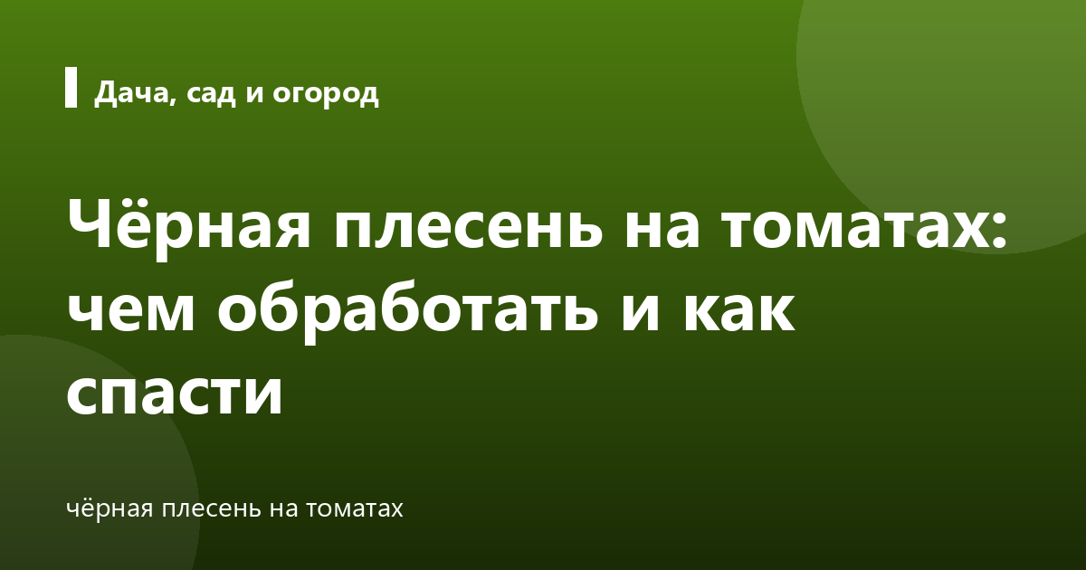 Чёрная плесень на томатах: чем обработать и как спасти