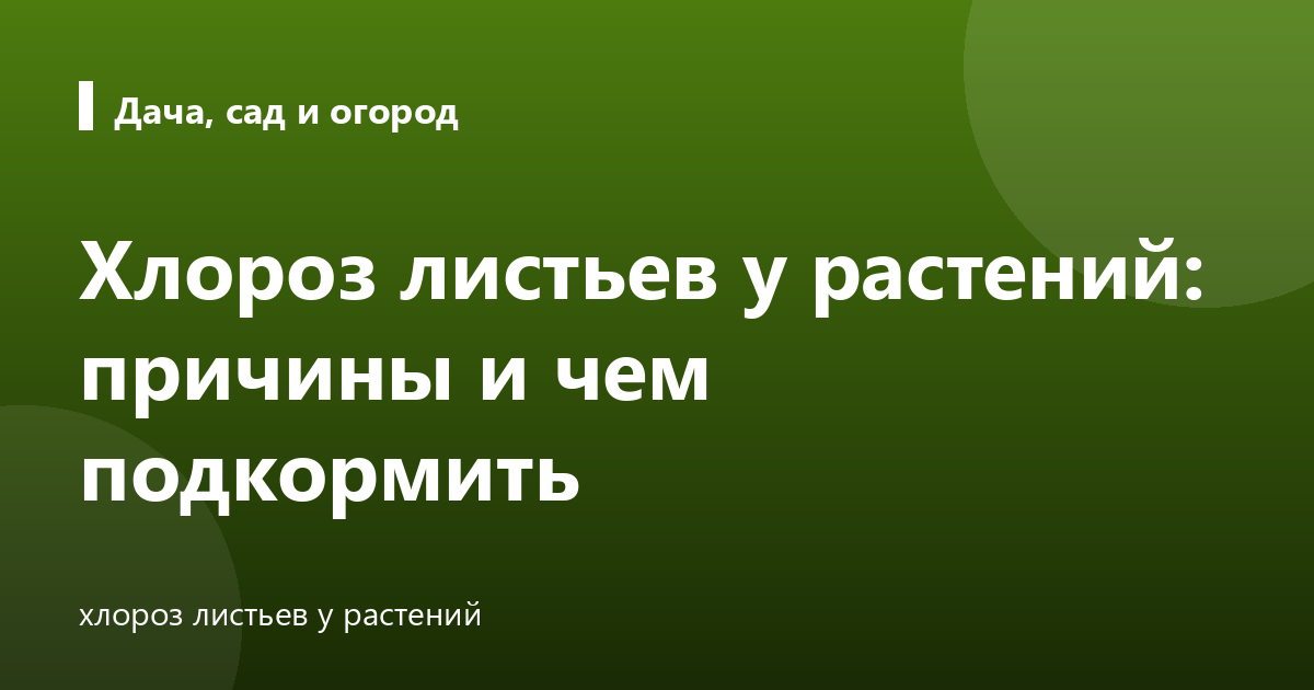 Хлороз листьев у растений: причины и чем подкормить