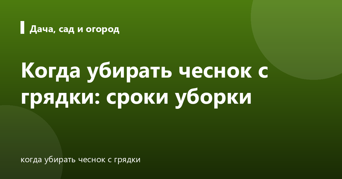 Когда убирать чеснок с грядки: сроки уборки