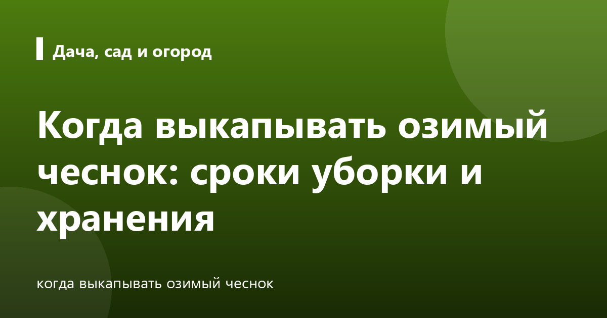 Когда выкапывать озимый чеснок: сроки уборки и хранения