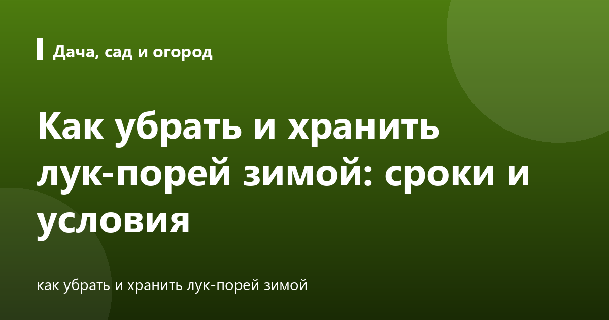 Как убрать и хранить лук-порей зимой: сроки и условия
