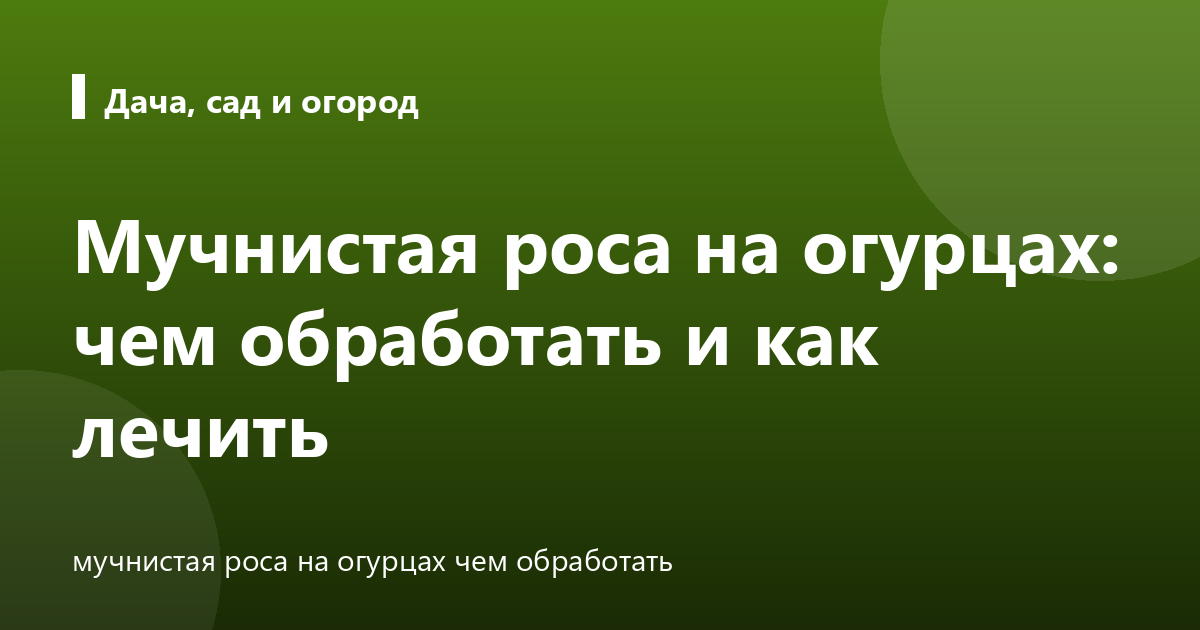 Мучнистая роса на огурцах: чем обработать и как лечить