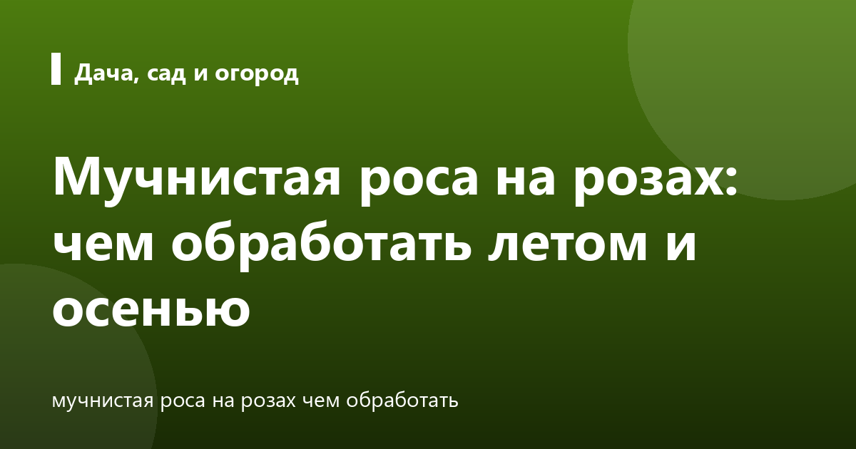 Мучнистая роса на розах: чем обработать летом и осенью
