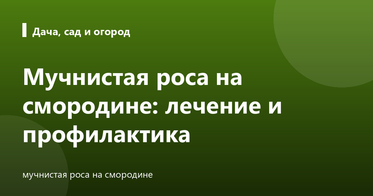 Мучнистая роса на смородине: лечение и профилактика