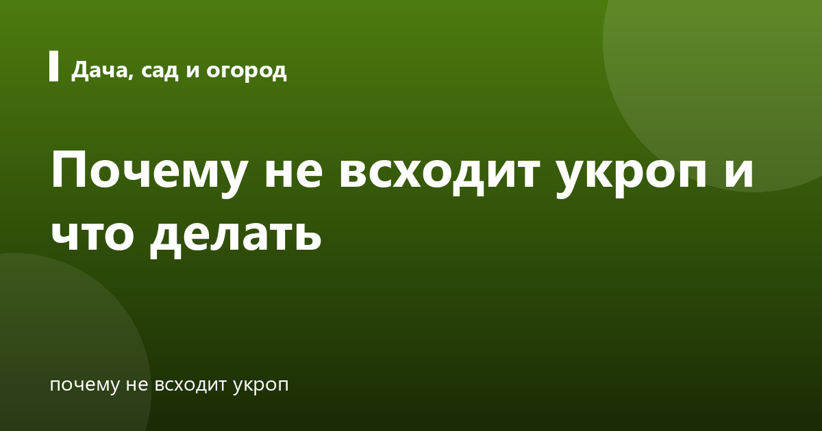Почему не всходит укроп и что делать
