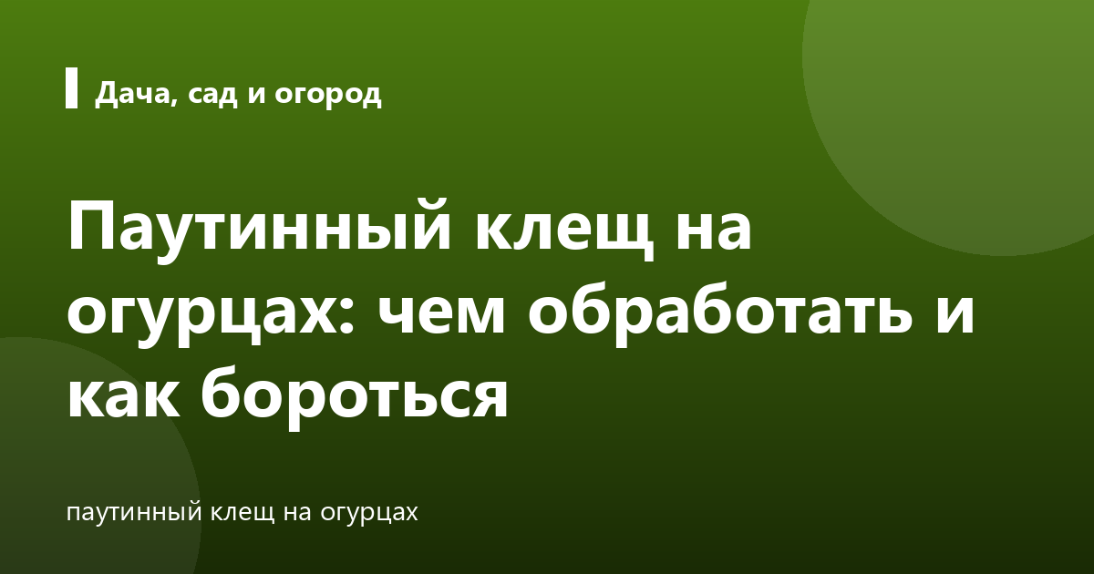Паутинный клещ на огурцах: чем обработать и как бороться