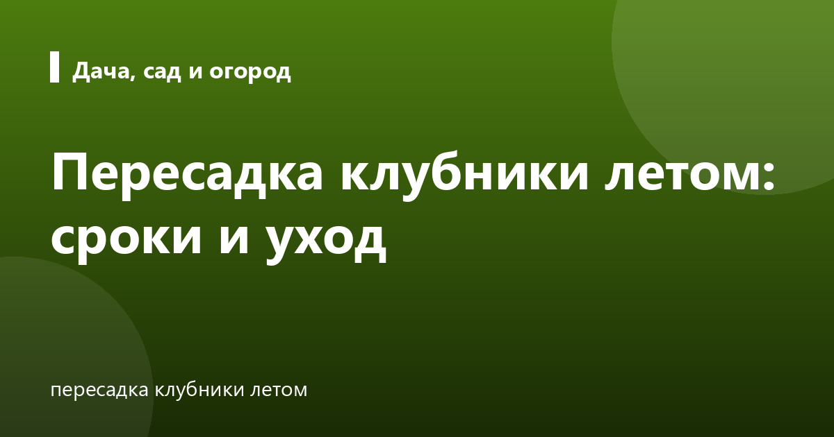 Пересадка клубники летом: сроки и уход