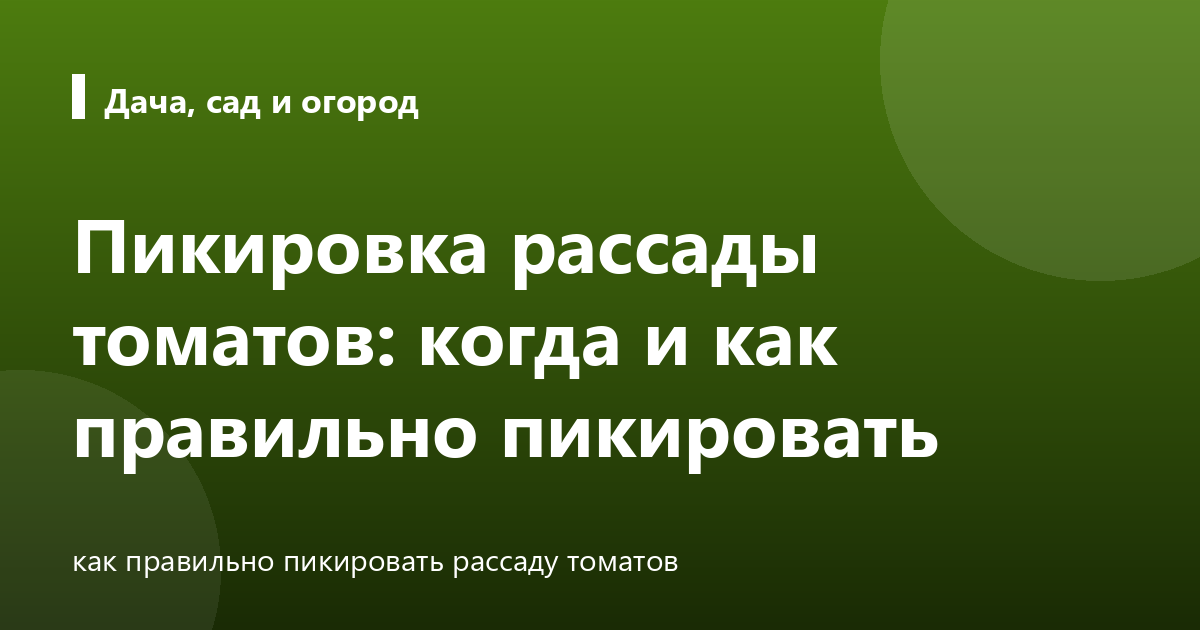 Пикировка рассады томатов: когда и как правильно пикировать