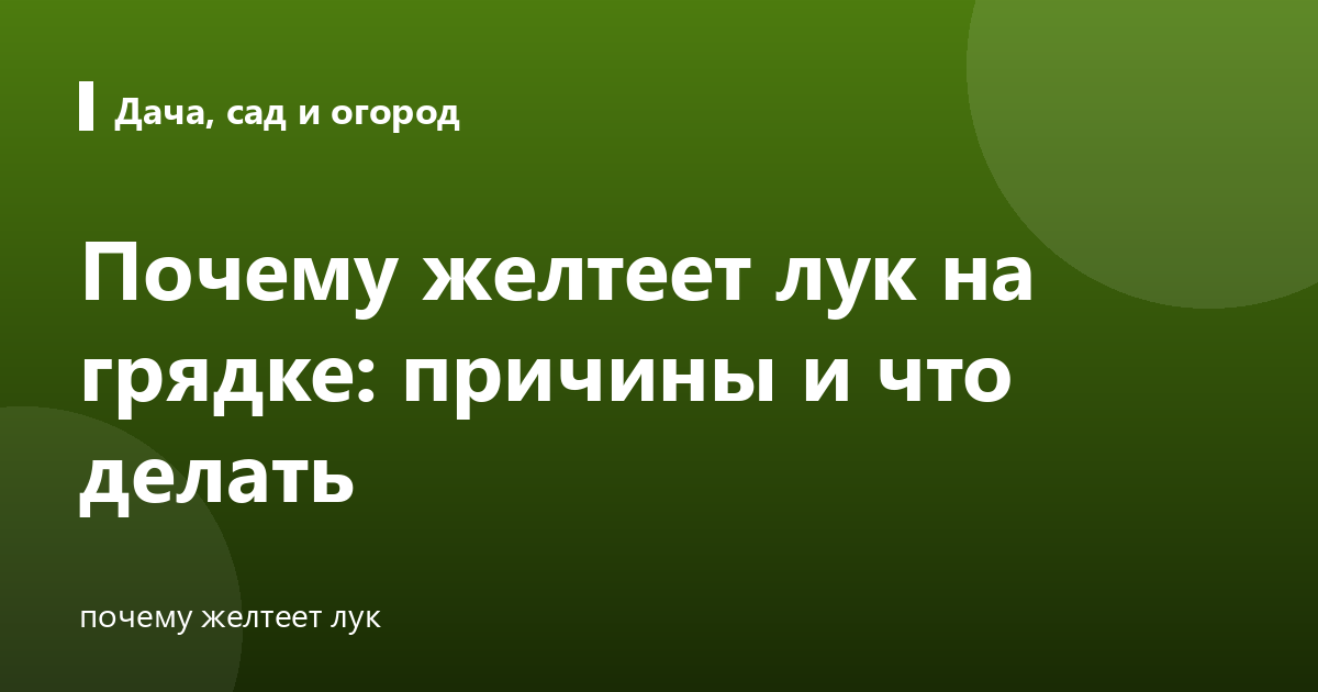 Почему желтеет лук на грядке: причины и что делать