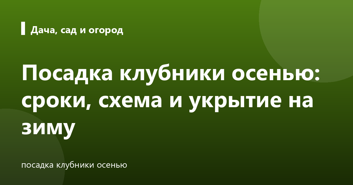 Посадка клубники осенью: сроки, схема и укрытие на зиму