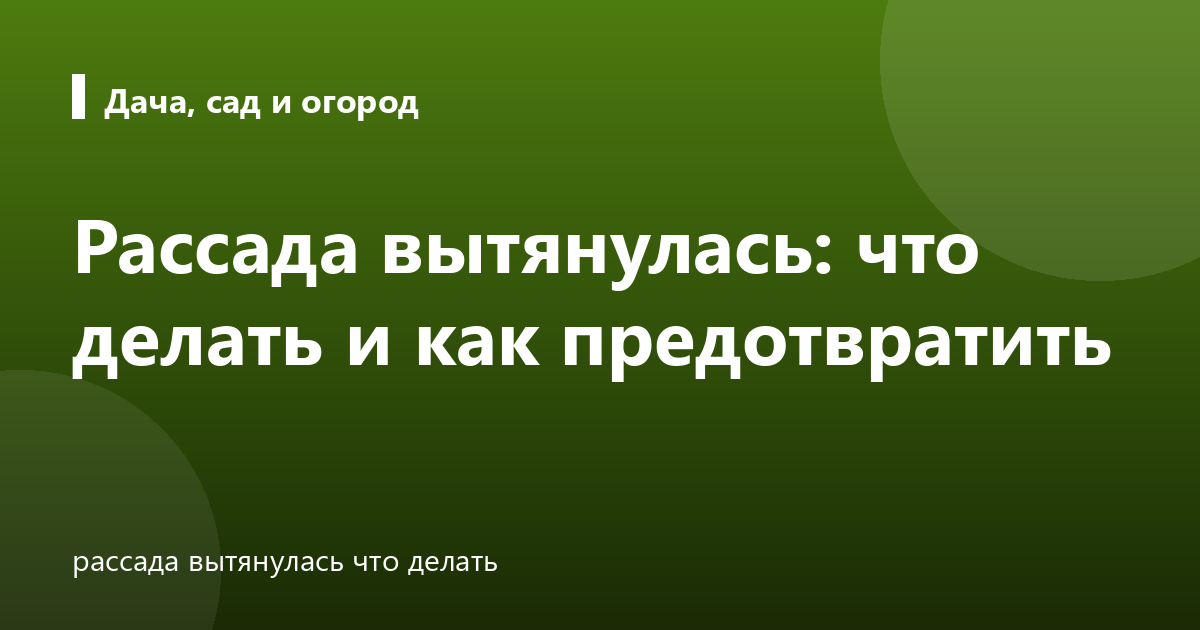 Рассада вытянулась: что делать и как предотвратить