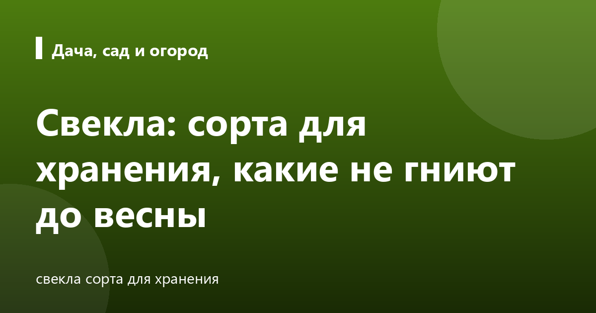Свекла: сорта для хранения, какие не гниют до весны