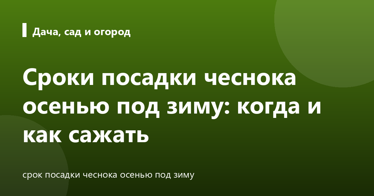 Сроки посадки чеснока осенью под зиму: когда и как сажать