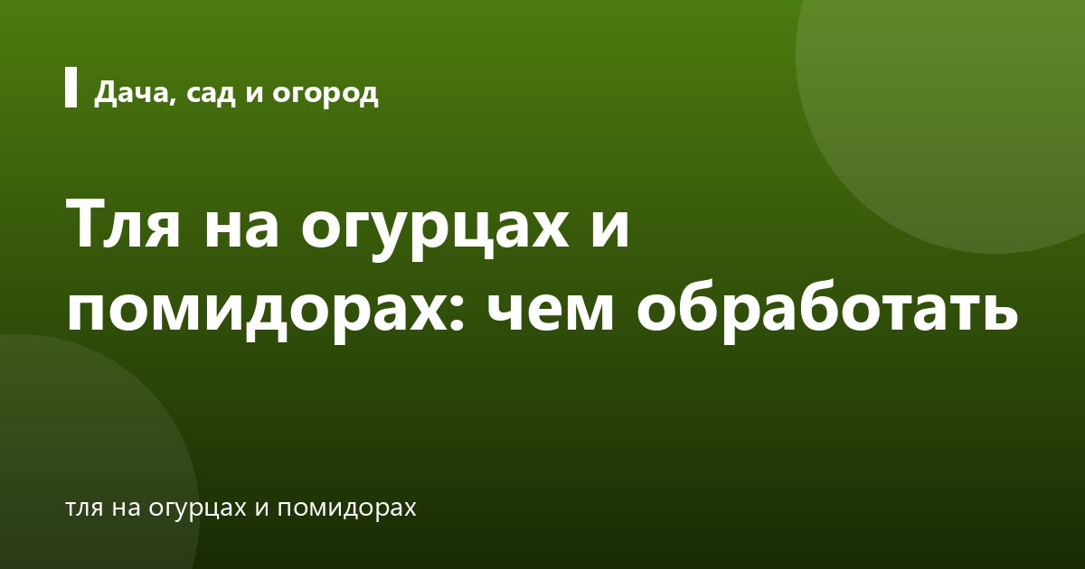 Тля на огурцах и помидорах: чем обработать