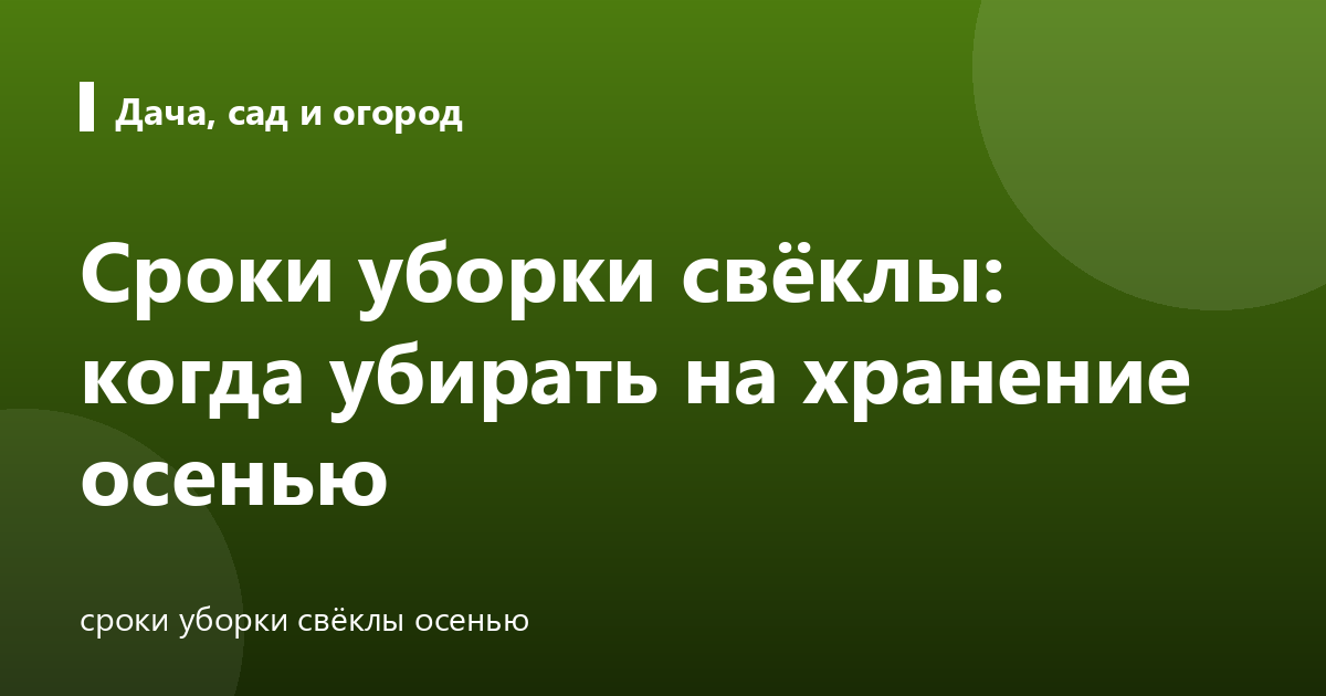 Сроки уборки свёклы: когда убирать на хранение осенью
