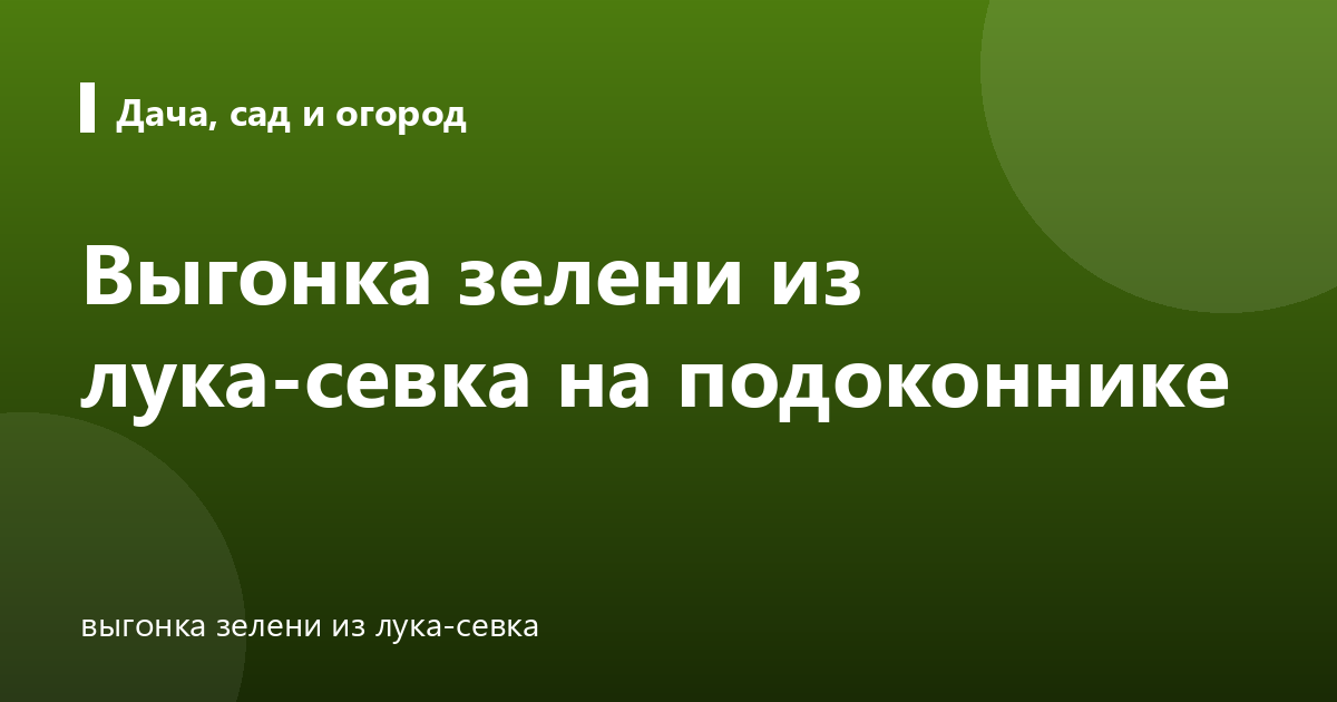 Выгонка зелени из лука-севка на подоконнике