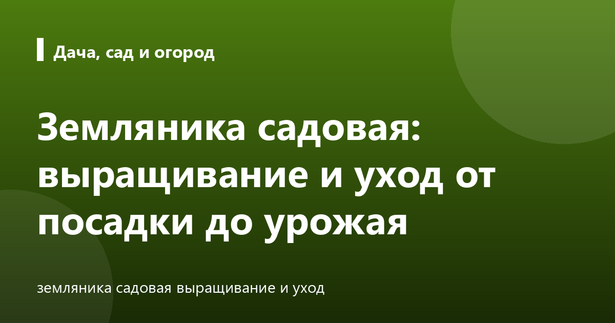 Земляника садовая: выращивание и уход от посадки до урожая
